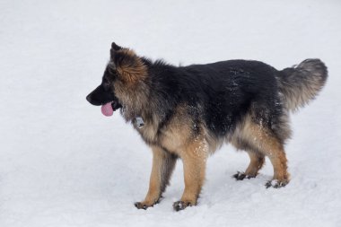 Uzun saçlı Alman çoban köpeği köpek yavrusu kış parkında beyaz bir karın üzerinde duruyor. Evcil hayvanlar. Safkan köpek..