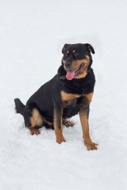 Şirin Rottweiler köpeği kış parkında beyaz bir karın üzerinde oturuyor. Evcil hayvanlar. Safkan köpek..