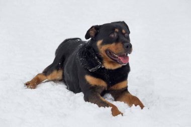 Şirin Rottweiler köpeği kış parkında beyaz bir karın üzerinde yatıyor. Evcil hayvanlar. Safkan köpek..