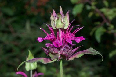 Monarda didyma yeşil bir çayırda büyüyor. Aromatik bitki. Bergamot yağının kaynağı. Earl Grey çayı aromalı..