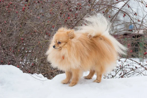 Lindo Cachorro Spitz Deutscher Está Pie Sobre Una Nieve Blanca —  Fotos de Stock