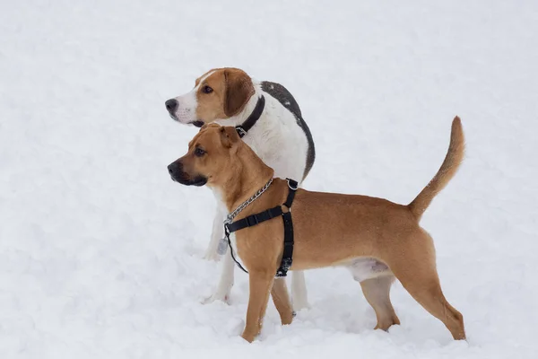 Russian Hound American Staffordshire Terrier Puppy Standing Winter Park Pet — Stock Photo, Image