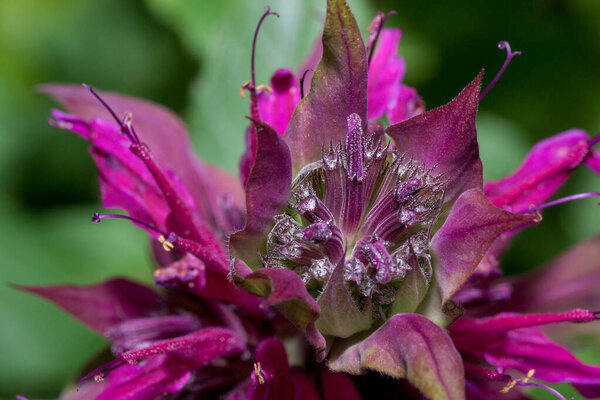 Monarda didyma is growing on a green meadow. Close up. Aromatic herb. The source of bergamot oil. Used to flavor Earl Grey tea.