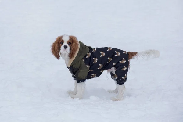 Cute Cavalier Rey Charles Spaniel Cachorro Está Mirando Cámara Animales —  Fotos de Stock