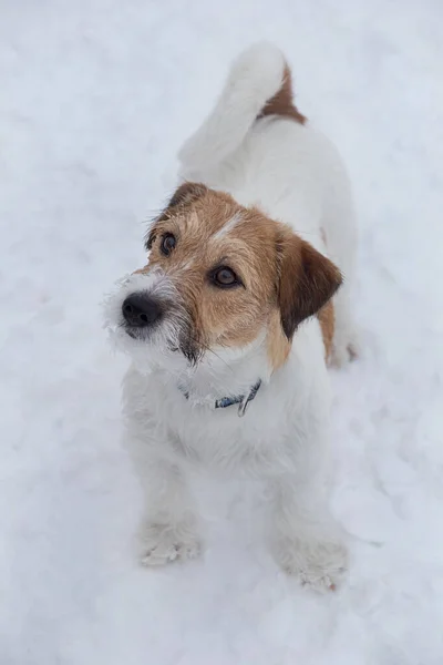 Jack Russell Teriér Štěně Stojí Bílém Sněhu Zimním Parku Zvířata — Stock fotografie