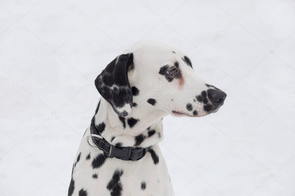 Portrait of cute dalmatian puppy close up. Pet animals. Purebred dog.