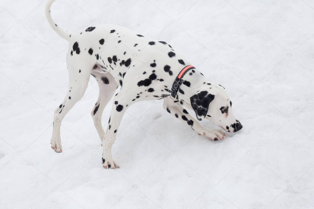 Cute dalmatian puppy on a white snow in the winter park. Pet animals. Purebred dog.