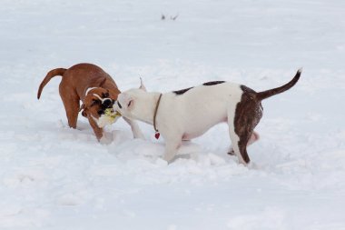 Beyaz karla oynayan iki Amerikan teriyer köpeği var. Evcil hayvanlar. Yedi aylık..
