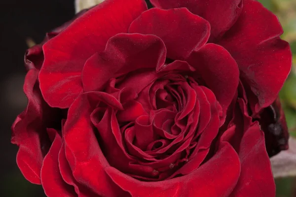 Πέταλα Από Όμορφο Μωβ Τριαντάφυλλο Ζωντανή Φύση Καλοκαίρι Πρωί — Φωτογραφία Αρχείου