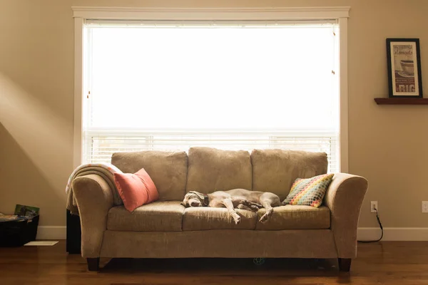 Weimaraner dog sleeps on couch
