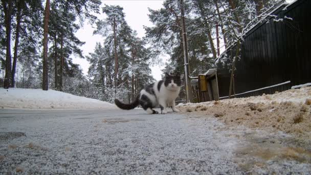 Gatito jugando a lo largo de la carretera — Vídeo de stock