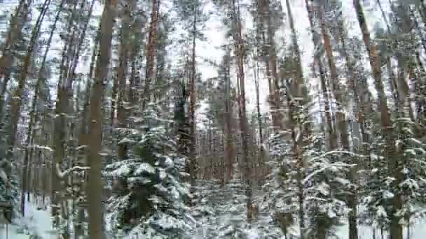 Vyn från höger sida av bilfönstret under körning i snöiga skogen — Stockvideo