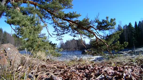 Naturalny krajobraz Kymi w Finlandii, ruch wody szybko rzeki wzdłuż przybrzeżnej lasu — Wideo stockowe