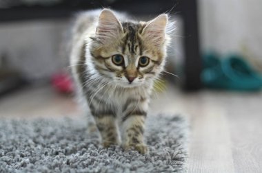 Şirin Fin stenografi kedi