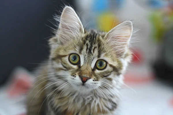 Χαριτωμένο φινλανδική shorthair kitten — Φωτογραφία Αρχείου