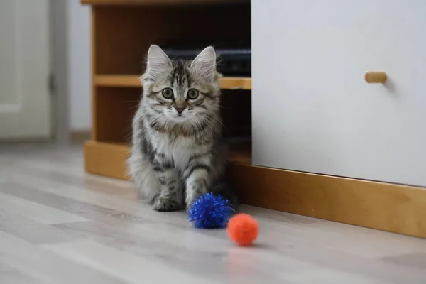 Lindo finlandés taquigrafía gatito —  Fotos de Stock