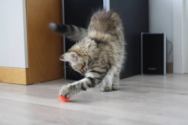 Милий Фінська короткошерстий кошеня — стокове фото