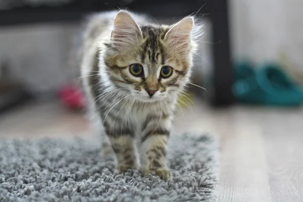 Симпатичный финский короткошерстный котенок — стоковое фото