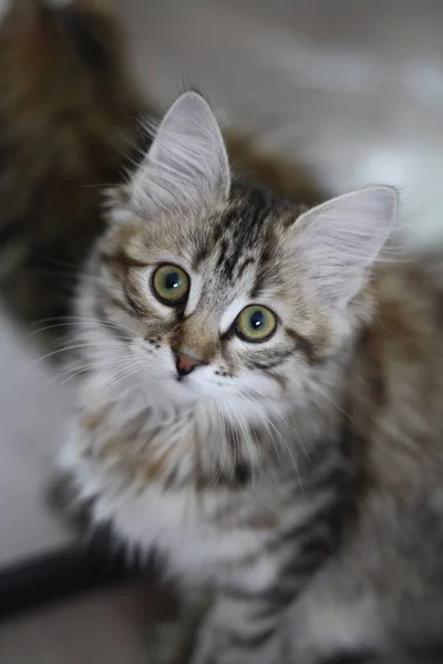 Χαριτωμένο φινλανδική shorthair kitten Εικόνα Αρχείου