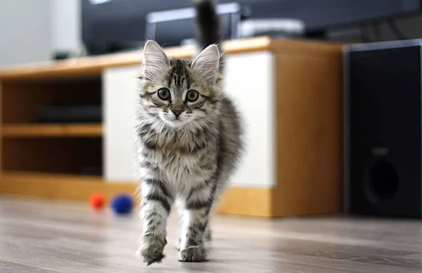 Roztomilý finské krátkosrstá kočička — Stock fotografie