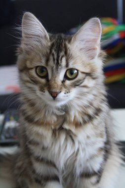 Şirin Fin stenografi kedi