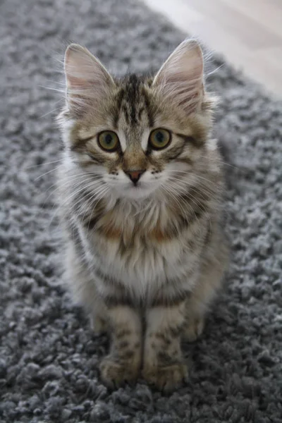 Cute Finnish shorthair kitten — Stock Photo, Image