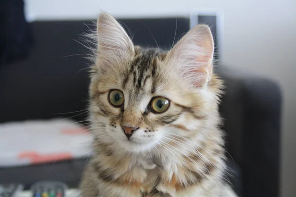 Lindo finlandés taquigrafía gatito — Foto de Stock
