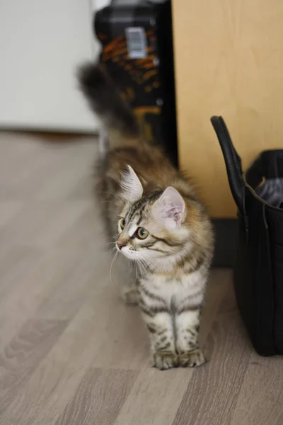 Lindo finlandés taquigrafía gatito — Foto de Stock