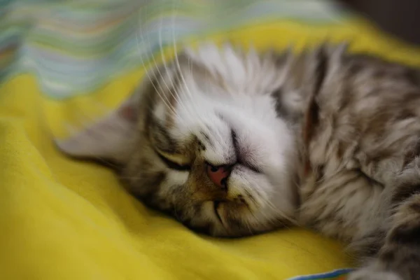 귀여운 핀란드어 쇼트헤어 고양이 — 스톡 사진