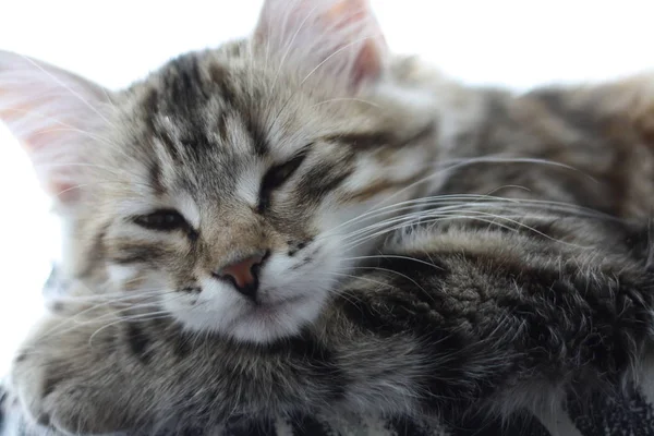 Lindo finlandés taquigrafía gatito — Foto de Stock