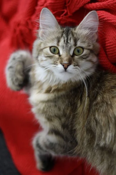 Lindo finlandés taquigrafía gatito — Foto de Stock