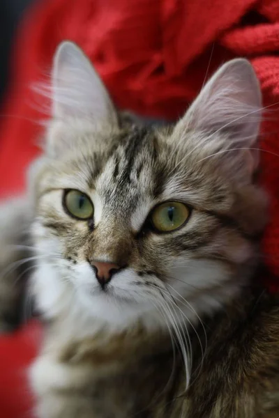 Gatinho de shorthair finlandês bonito — Fotografia de Stock