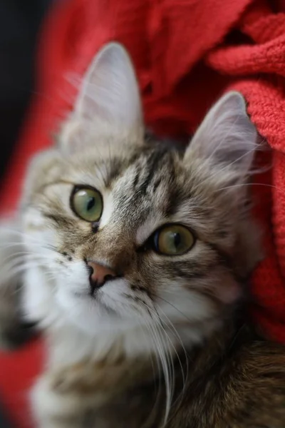 Cute Finnish shorthair kitten — Stock Photo, Image