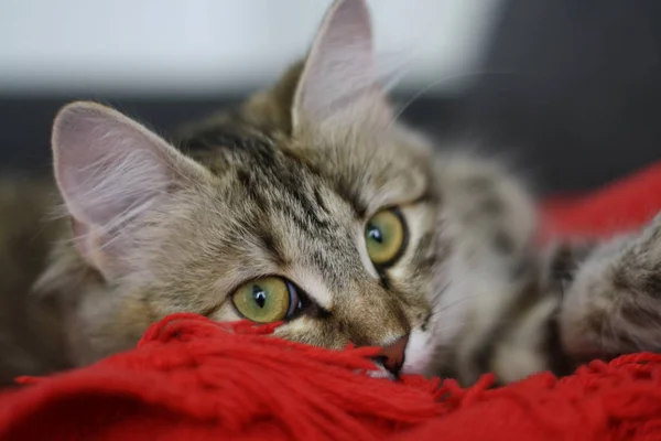 Lindo finlandés taquigrafía gatito — Foto de Stock