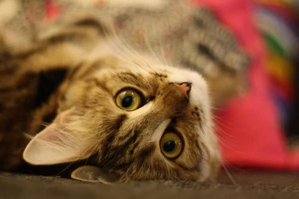 Gatinho de shorthair finlandês bonito — Fotografia de Stock