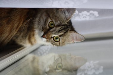 Şirin Fin stenografi kedi