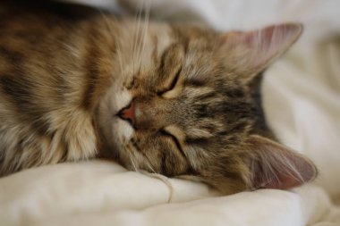 Şirin Fin stenografi kedi