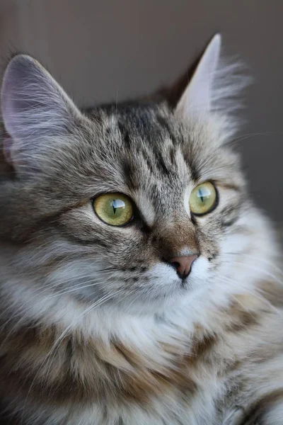 Милий Фінська короткошерстий кошеня — стокове фото