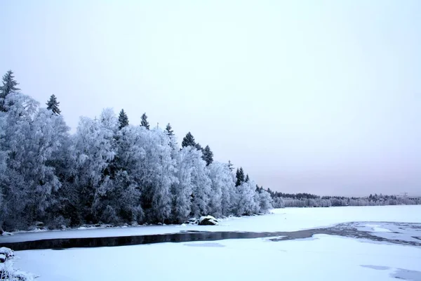 Ветви покрыты инеем. Прекрасная белая зима . — стоковое фото
