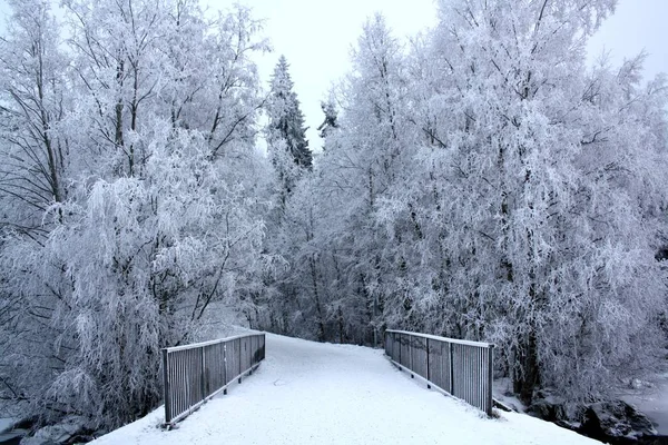 Cabang-cabang ditutupi dengan embun beku. Musim dingin putih yang indah . — Stok Foto