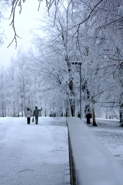 Grenar täckta med rimfrost. Vackra vita vinter. — Stockfoto