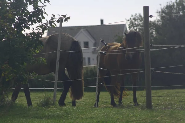 Konie we mgle — Zdjęcie stockowe