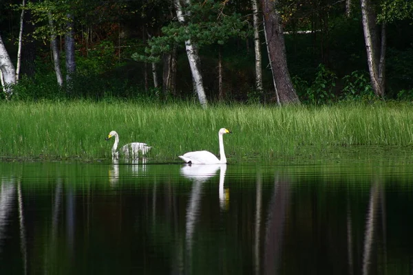Beaux cygnes sur le lac finlandais avec fond de forêt verte — Photo