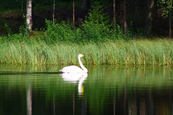 Hermosos cisnes en el lago finlandés con fondo de bosque verde —  Fotos de Stock