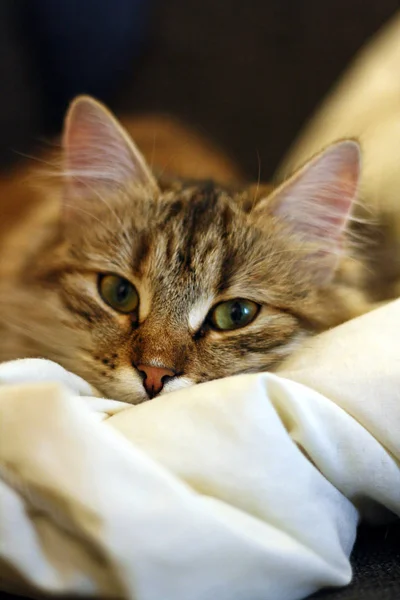 Симпатичный финский котенок — стоковое фото