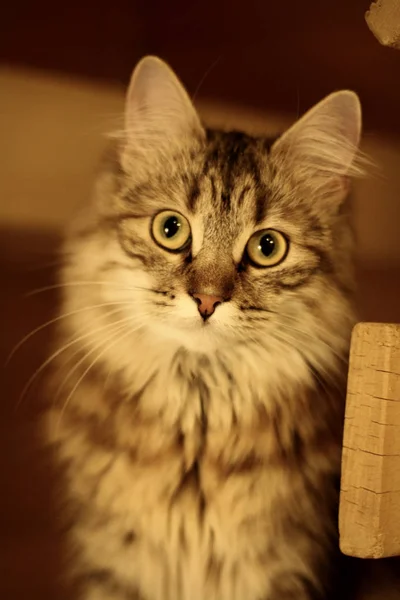 Lindo gatito finlandés — Foto de Stock