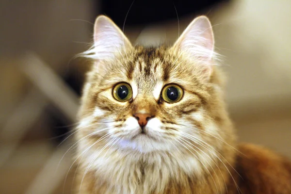 Şirin Fin yavru kedi — Stok fotoğraf
