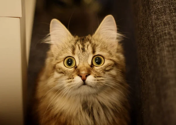 Gatinho finlandês bonito — Fotografia de Stock