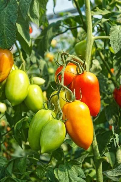 Långsträckt tomat frukter i växthus — Stockfoto