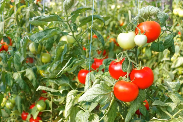 Många mogna röda tomat frukter i växthus — Stockfoto